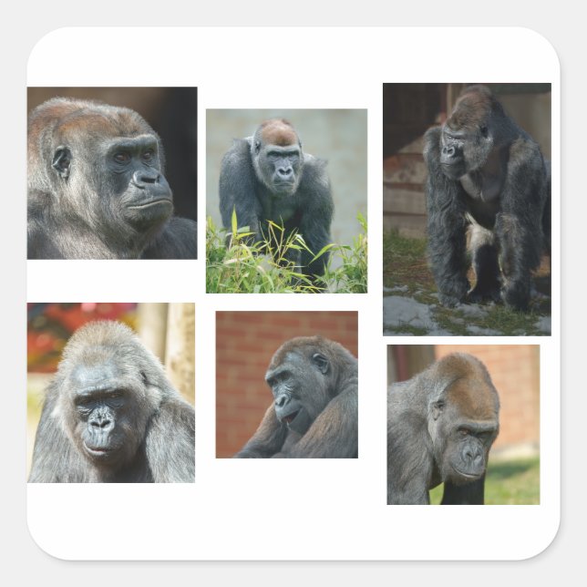 Adesivo Quadrado Tropa de Gorila (Frente)