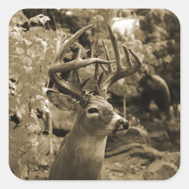 Adesivo Quadrado Trophy Deer (Frente)