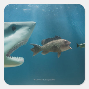 Adesivo Quadrado Tubarão que persegue o badejo que persegue o