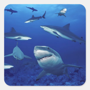 Adesivo Quadrado Tubarões