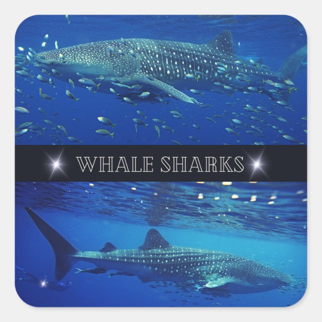 Adesivo Quadrado Tubarões de baleia (Frente)