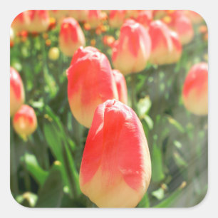 Adesivo Quadrado Tulip Heaven