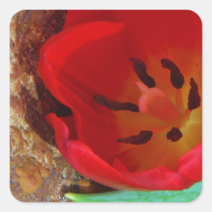 Adesivo Quadrado Tulipa amarela e vermelha do primavera