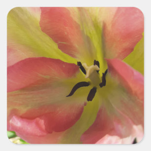 Adesivo Quadrado Tulipa Rosa e Amarela
