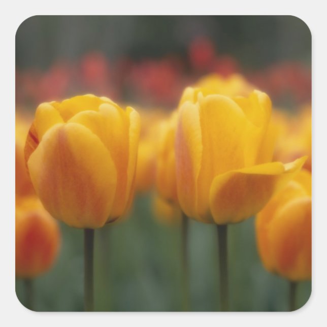 Adesivo Quadrado Tulipas 2 (Frente)
