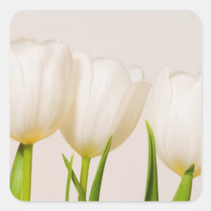 Adesivo Quadrado Tulipas brancas contra um fundo branco,