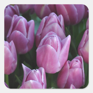 Adesivo Quadrado Tulipas de primavera púrpura