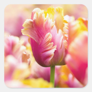 Adesivo Quadrado Tulipas do Fim-acima