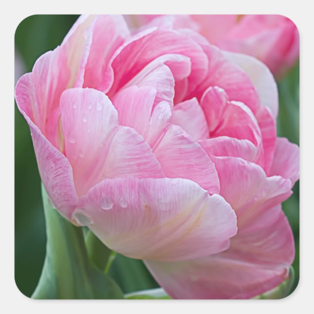 Adesivo Quadrado Tulipas Duplas Rosa (Frente)
