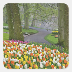 Adesivo Quadrado Tulipas e estrada, Jardins Keukenhof, Lisse,