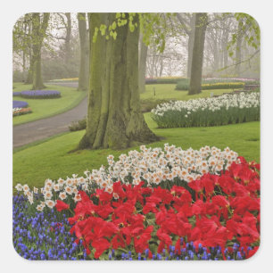 Adesivo Quadrado Tulipas e narcisos, Jardins Keukenhof,