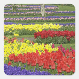 Adesivo Quadrado Tulipas, Hyacinth de Uva e Daffodils, 2