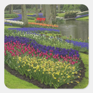 Adesivo Quadrado Tulipas, Jacintos de Uva e narcisos,