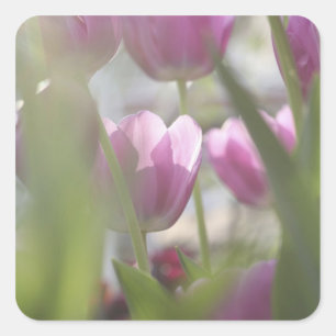 Adesivo Quadrado Tulipas, Jardins Keukenhoff, Países Baixos.