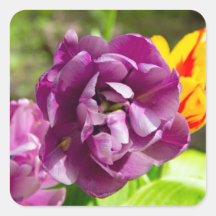 Tulipas lilás num dia ensolarado