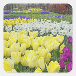 Adesivo Quadrado Tulipas, narcisos e flores de Jacinto de Uva,
