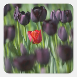 Adesivo Quadrado Tulipas nos Jardins Keukenhof, Amsterdã,