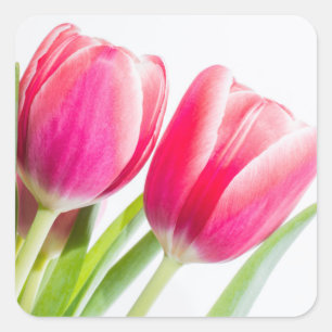 Adesivo Quadrado Tulipas rosa com folhas verdes