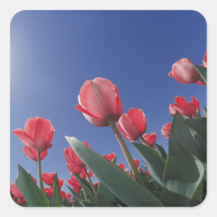 Adesivo Quadrado Tulipas vermelhas de ângulo muito baixo, Cincinnat