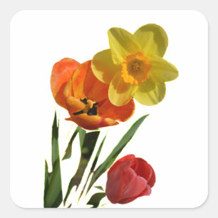 Adesivo Quadrado Tulipas vermelhas e flores de narciso amarelo