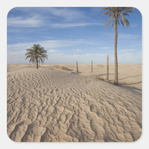 Adesivo Quadrado Tunísia, Deserto do Saara, Douz, Excelente Dune, 