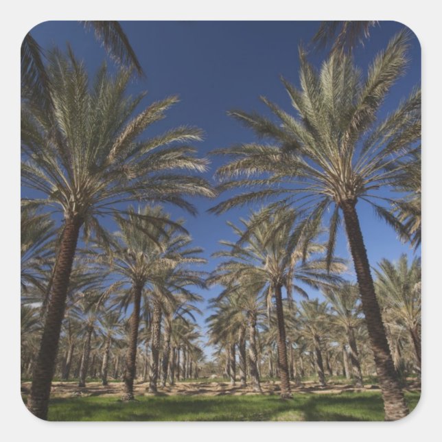 Adesivo Quadrado Tunísia, Deserto do Sara, Douz, Zone Touristique,  (Frente)