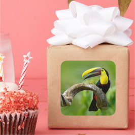 Adesivo Quadrado Turiano sentado no galho da floresta