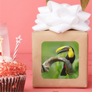 Adesivo Quadrado Turiano sentado no galho da floresta