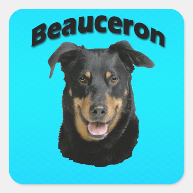 Adesivo Quadrado Turquesa de Beauceron (Frente)
