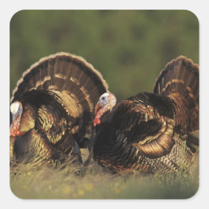 Adesivo Quadrado Turquia selvagem, gallopavo do Meleagris, homens