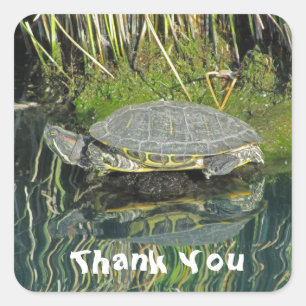 Adesivo Quadrado Turtle on Rock Water Refletion Foto Obrigado