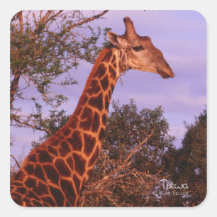 Adesivo Quadrado Tutwa, girafa em Botswana, Pau Quadrado