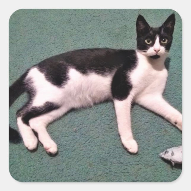 Adesivo Quadrado Tuxedo Cat Stickers (Frente)