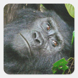 Adesivo Quadrado Uganda Gorilla Safari sobre autocolantes