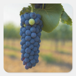 Adesivo Quadrado Um aglomerado de Uvas Roxas Frescas