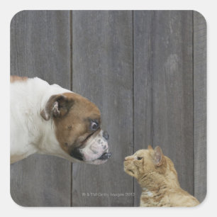 Adesivo Quadrado Um buldogue e um gato são frente a frente em um