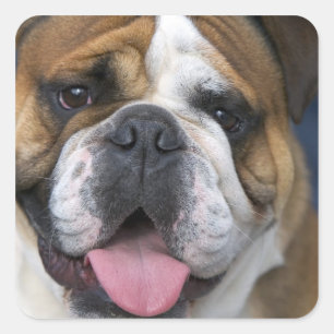 Adesivo Quadrado Um bulldog inglês na Bélgica.