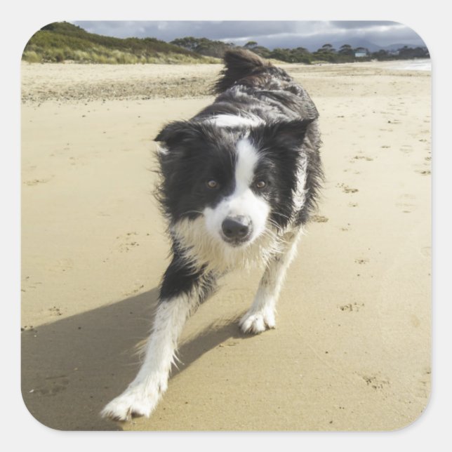 Adesivo Quadrado Um Cachorro De Collie Na Praia (Frente)