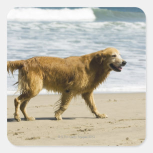 Adesivo Quadrado Um cão molhado na praia