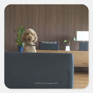 Adesivo Quadrado Um cão na sala riving