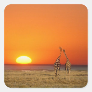 Adesivo Quadrado Um casal de girafas caminha para o pôr do sol, em
