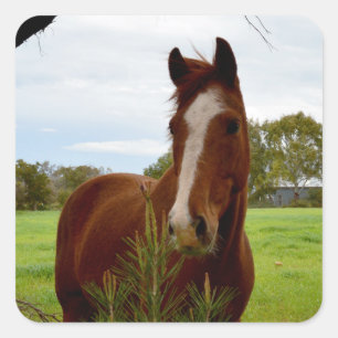Adesivo Quadrado "Um Chifre da Natureza: Um Chestnut Horse e Banksi