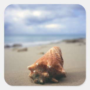 Adesivo Quadrado Um Conch Shell no St. Croix da praia , Usvi