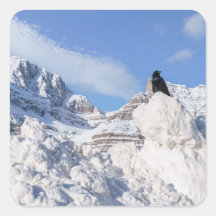 Um Corvo Na Crowfoot Mountain Alberta Canadá