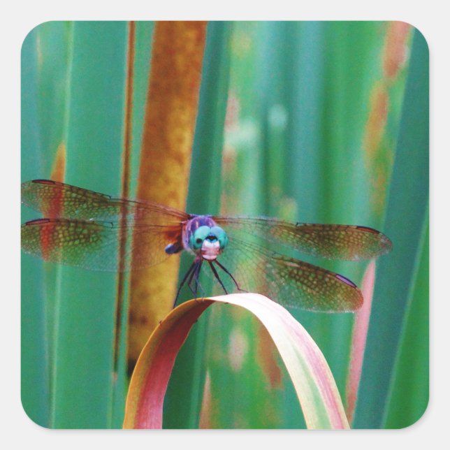 Adesivo Quadrado Um Dragonfly de Olhos Vermelhos com cattails (Frente)