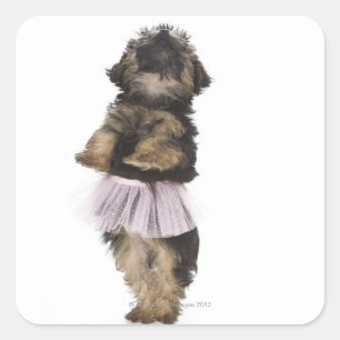 Adesivo Quadrado Um filhote de cachorro de Yorkie-poo em um tutu em