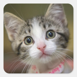 Adesivo Quadrado Um gatinho bonito com olhos verdes