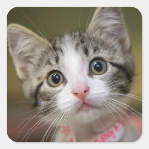 Adesivo Quadrado Um gatinho bonito com olhos verdes