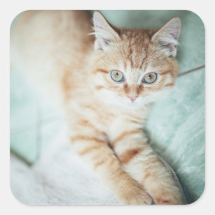 Adesivo Quadrado Um gatinho dourado da cor que encontra-se para