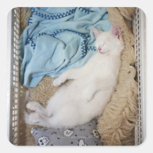 Adesivo Quadrado Um gato branco que dorme em uma cesta de
